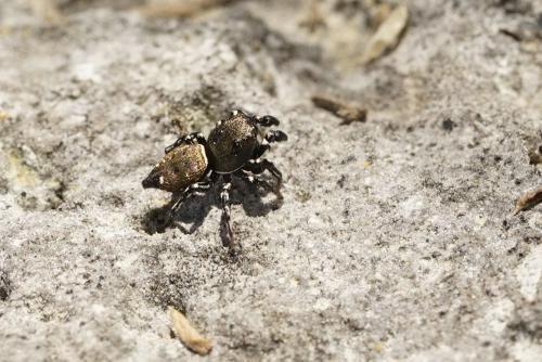 Réf. 300 884 : Heliophanus kochii
